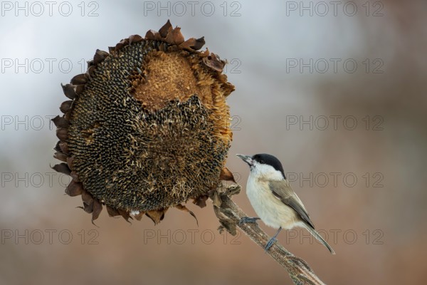 Marsh tit, marsh tit (Poecile palustris) feeding on sunflower, sunflower seeds, sunrise, frost,