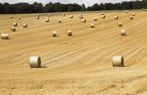 Round straw bales in field of stubble after harvest, summer landscape near Rudge, Marlborough,