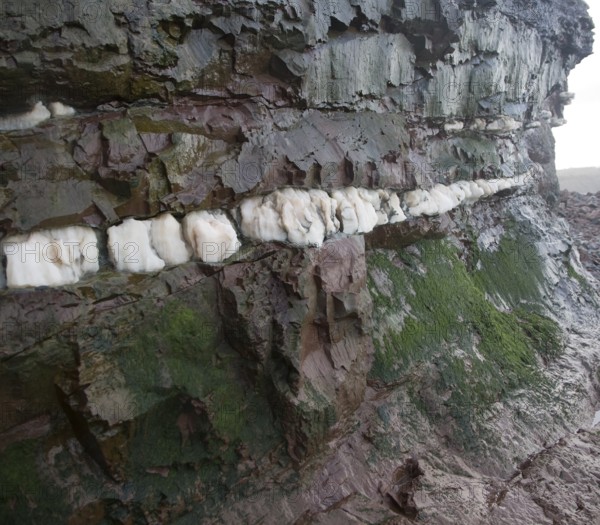 Veins of gypsum in Lower Lias rocks Watchet, Somerset, England, United Kingdom, Europe