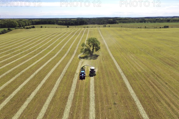 Aerial view of forage harvesting on an organic farm. A forage harvester transports the chopped