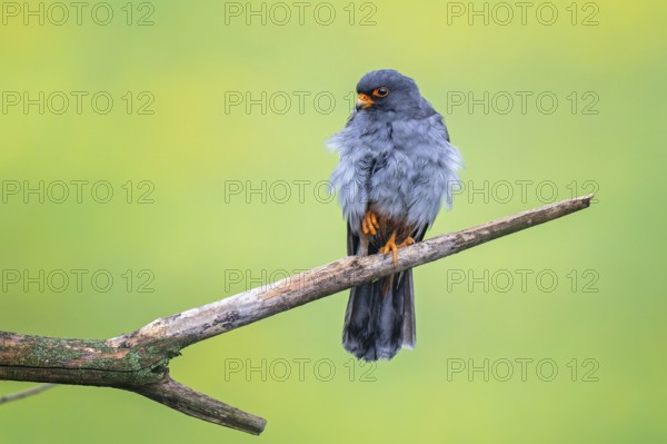 Red-footed Falcon (Falco vespertinus) male, true falcon, resting, sitting, portrait, Kiskunsag