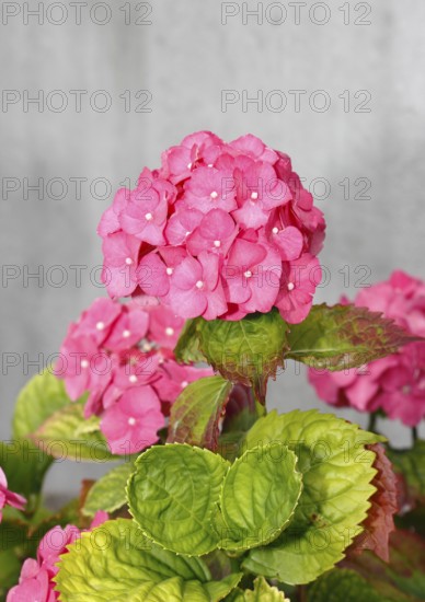Pink flowering bigleaf hydrangea (Hydrangea macrophylla), North Rhine-Westphalia, Germany, Europe
