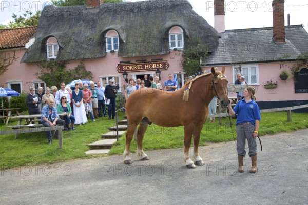 Suffolk Punch horse outside the Sorrel Horse pub, Shottisham, Suffolk, England. The pub was bought