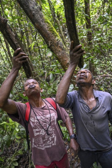 Pygmies of the Baka or BaAka people drinking water from cut branches, Dzanga-Sangha Special Dense