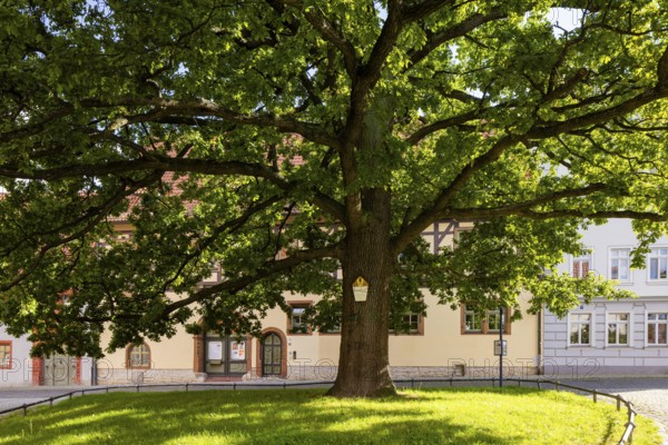 Fountain and peace oak at the Oberkirche, Arnstadt, Thuringia, Germany, Europe