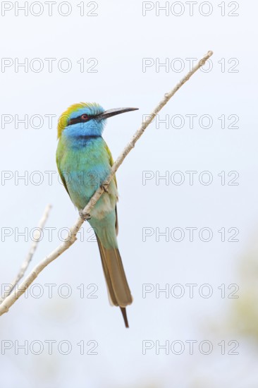 Green bee-eater (Merops orientalis), Mirbat, Salalah, Dhofar, Oman, Asia