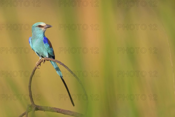 Abyssinian roller (Coracias abyssinica), Kuntaur rice fields, Kuntaur, South Bank, Gambia, Africa