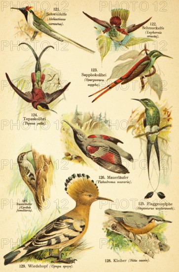 Tail fairy or sunbeam fairy (Heliactinus cornutus) or (Heliactin cornuta), jewelled fairy