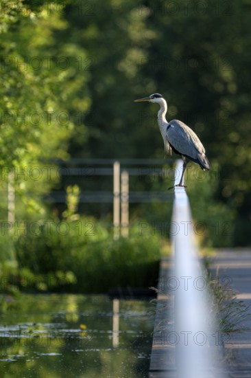 Grey heron (Ardea cinerea), using a railing to forage in a ditch, Ewald colliery, Herten, Ruhr