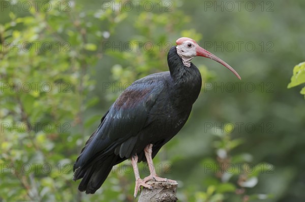 Southern bald ibis (Geronticus calvus), captive, occurrence in Africa