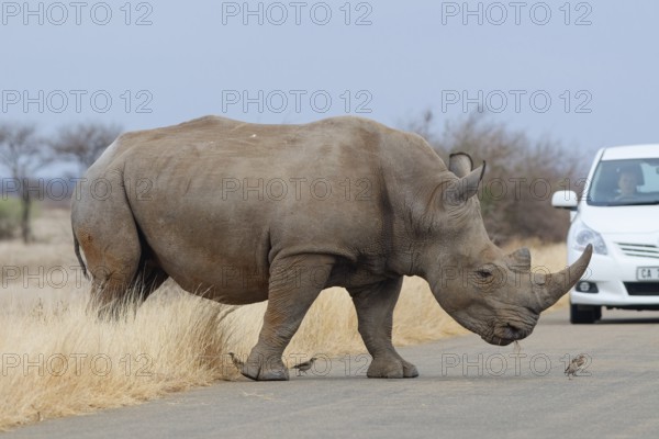 Southern white rhinoceros (Ceratotherium simum simum) surrounded by birds, adult male crossing the