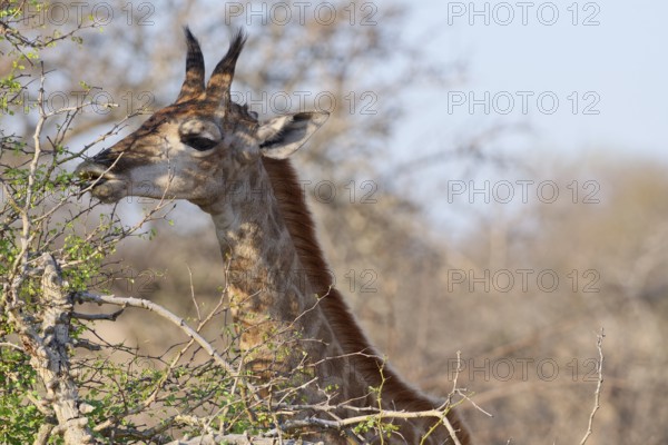 South African giraffe (Giraffa camelopardalis giraffa), young animal feeding on leaves, tongue out,