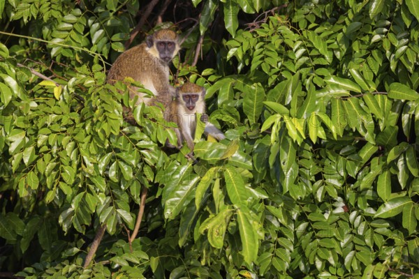 Green monkey (Chlorocebus sabaeus), guenon family, Janjabureh boat trip, Janjabureh, South Bank,