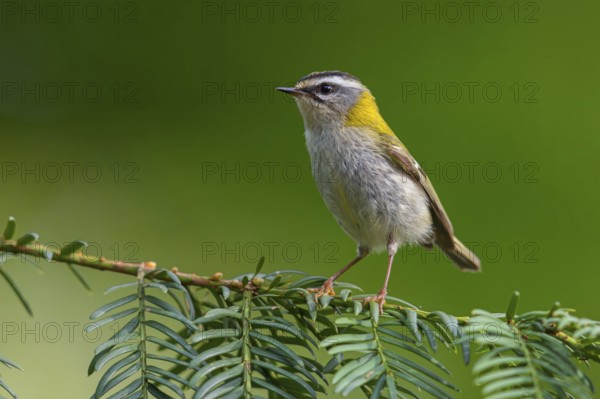 Goldcrest, Regulus ignicapillus, Luce, Mountain area, Luce, Styria, Slovenia, Europe