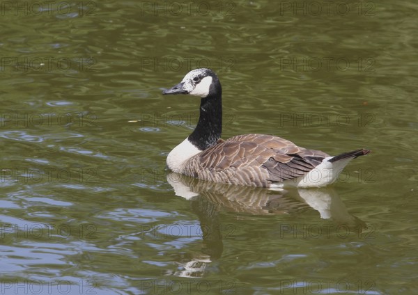 Canada goose (Branta canadensis), with leucism, in a pond, North Rhine-Westphalia, Germany, Europe