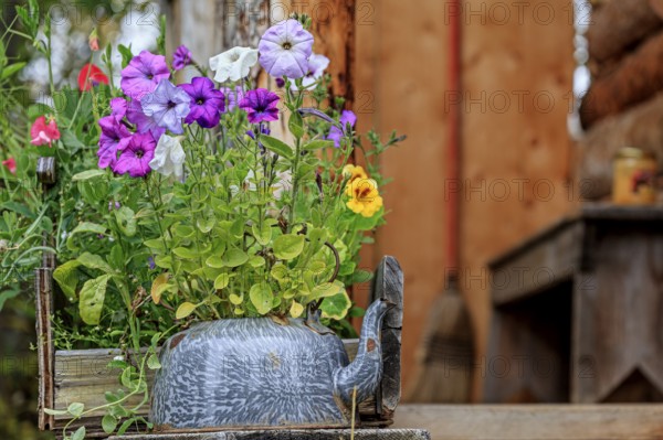 Colourful flowers in an old coffee pot, garden, Wiseman, Alaska, USA, North America