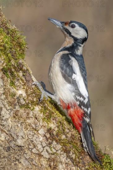 Great Spotted Woodpecker (Dendrocopos major) on a branch in the forest. Bas-Rhin, Alsace, Grand