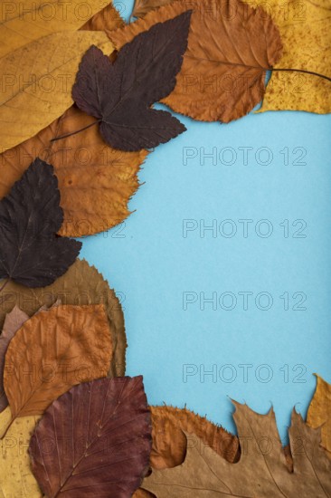Composition with yellow and brown autumn leaves on blue pastel background. flat lay, top view,