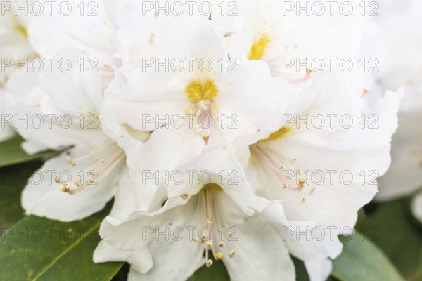 Rhododendron (azalea) flowers of various colors in the spring garden. Closeup. Blurred background