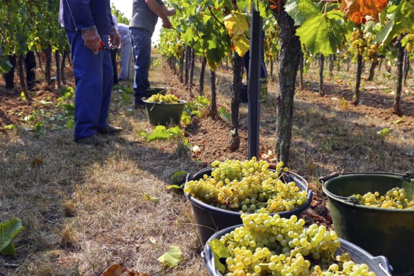 Grape grape harvest: Manual harvest of Chardonnay grapes in a vineyard in the Palatinate