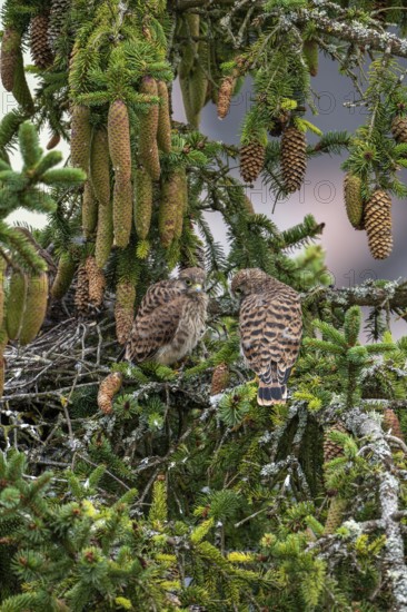 Common kestrel (Falco tinnunculus), two young birds not yet able to fly sitting on a branch outside