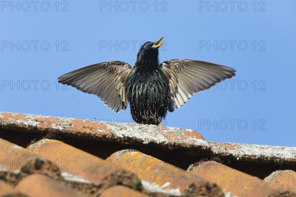 Common Starling (Sturnus vulgaris) adult male, in breeding plumage, singing and displaying on roof