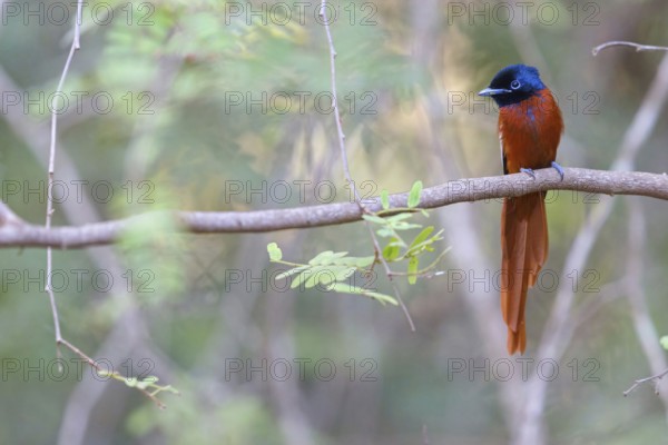 Senegal Paradise Flycatcher, (Terpsiphone rufiventer), Brufut woods, Brufut, South Bank, Gambia,