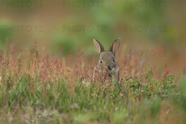 Rabbit (Oryctolagus cuniculus) wild juvenile baby animal in grassland with red summer flowers,