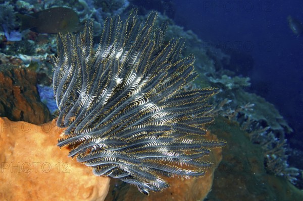 Bennett's hairstar (Anneissia bennetti) in deep sea with blue background, dive site Toyapakeh, Nusa