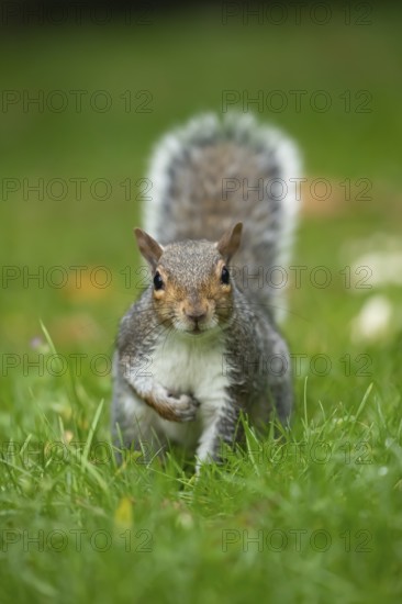 Grey squirrel (Sciurus carolinensis) adult animal on a garden grass lawn, England, United Kingdom,