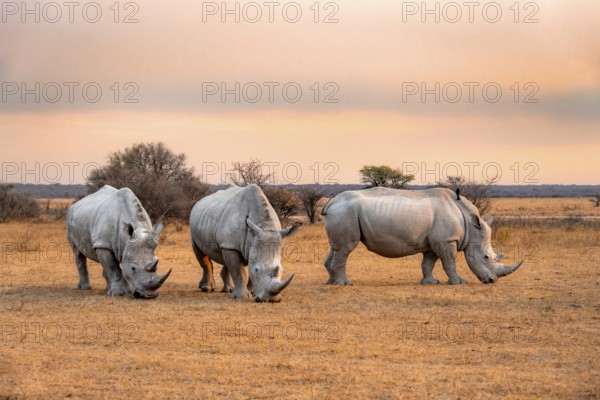 Southern white rhinoceros (Ceratotherium simum simum), three rhinos at sunset, Khama Rhino