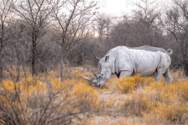Southern white rhinoceros (Ceratotherium simum simum), rhino among flowers in the evening light,