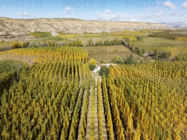 European Aspen (Populus tremula) in autumnal colours. Cultivated for timber. Aerial view. Drone