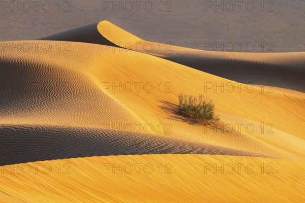 Details of the sand dunes in the Rub Al Khali desert, the world's largest sand desert, Empty