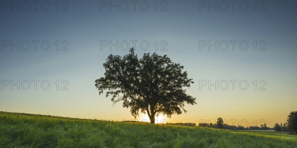 Old English oak (Quercus robur), Swabian Alb, Baden-Württemberg, Germany, Europe