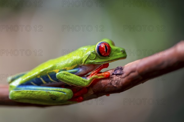 Red-eyed tree frog (Agalychnis callidryas), sitting on a branch, Heredia province, Costa Rica,