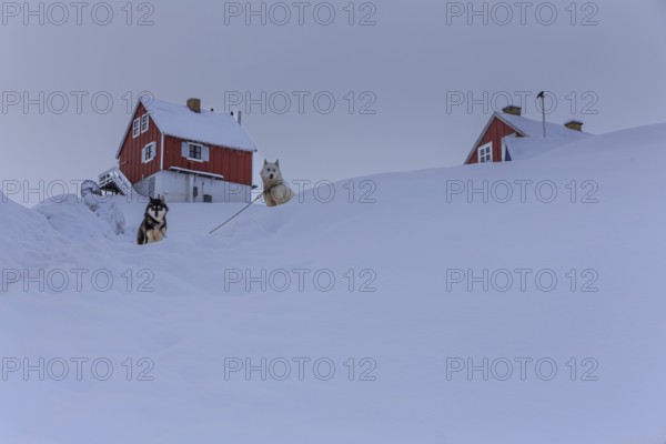 Typical Greenlandic houses in deep snow, Greenland dogs, Husky, Winter, Tasiilaq, East Greenland,
