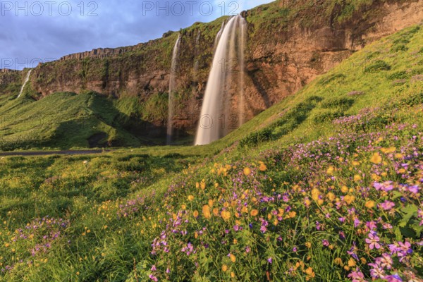 Waterfall on a steep slope, flower meadow, summer, evening light, midnight sun, long exposure,