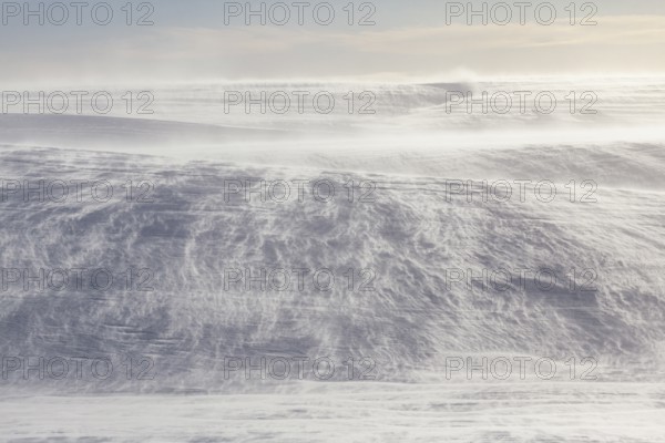 Snowstorm, wind, fjell, sunny, backlight, Varanger Peninsula, Norway, Europe