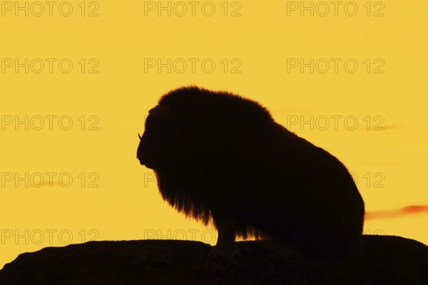 Muskox (Ovibos moschatus) solitary cow, female silhouetted against orange sunset sky in autumn,