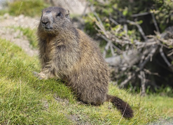 Alpine marmot (Marmota marmota) . Obergoms, Canton Valais, Switzerland, Europe
