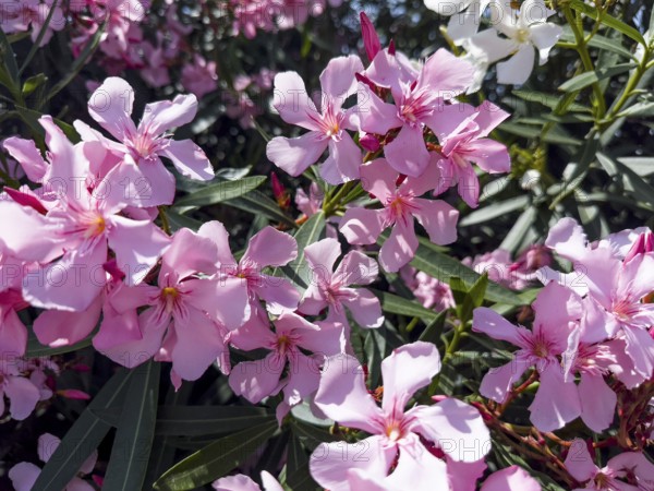 Flowering oleander (Nerium oleander), Italy, Europe