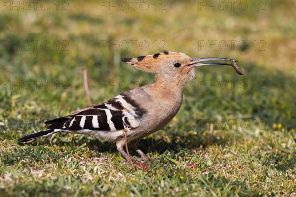 Hoopoe (Upupa epops) with prey, griffon in beak, foraging, Gran Canaria, Spain, Europe