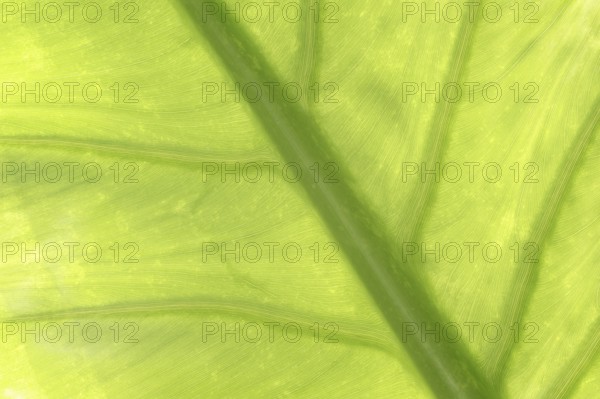 Aquatic giant arum (Typhonodorum lindleyanum), leaf detail, native to Madagascar