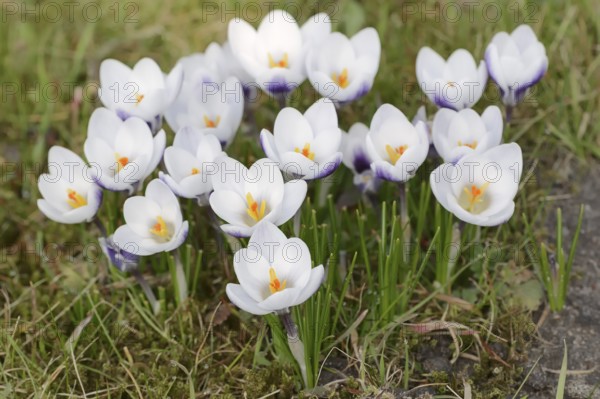 Crocuses (Crocus spec.) in bloom in spring, North Rhine-Westphalia, Germany, Europe