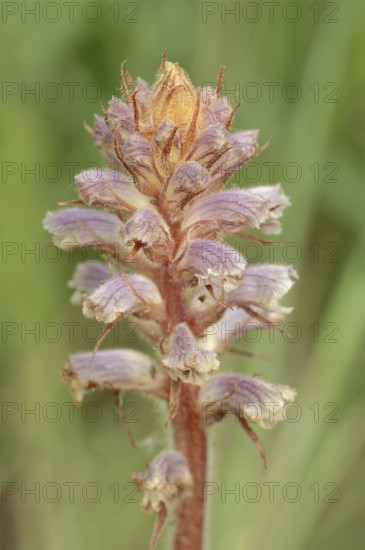 Common broomrape (Orobanche minor), Provence, southern France