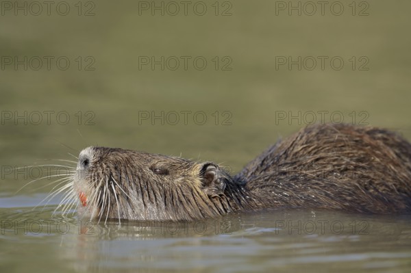Nutria (Myocastor coypus) swimming in the water, neozoa, Camargue, France, Europe