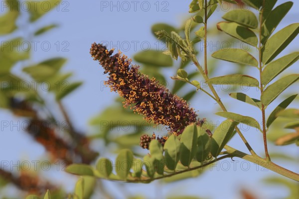 False indigo-bush (Amorpha fruticosa), flowering, ornamental plant, Provence, southern France