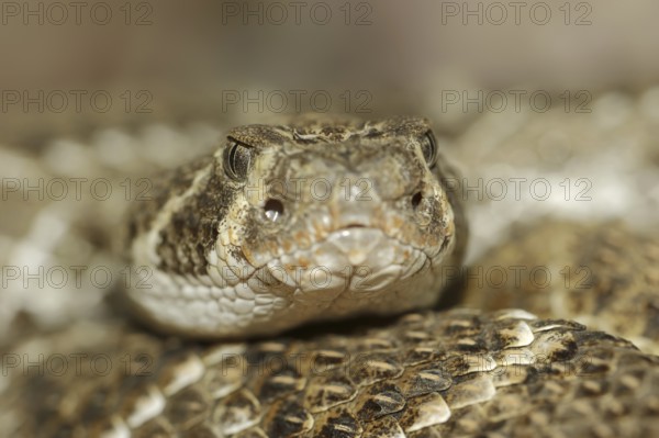 Texas rattlesnake or western diamondback rattlesnake (Crotalus atrox), captive, occurring in North