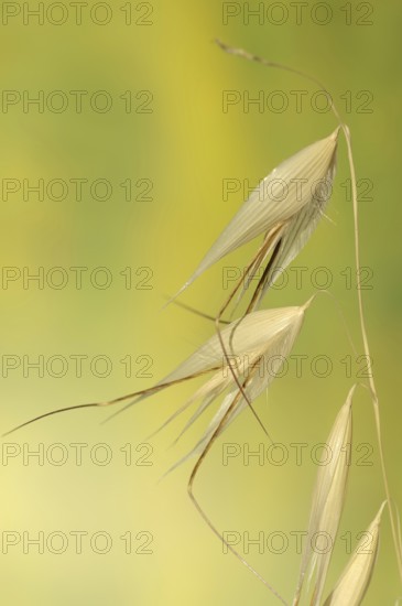 Animated oat (Avena sterilis), spikelets, Provence, southern France